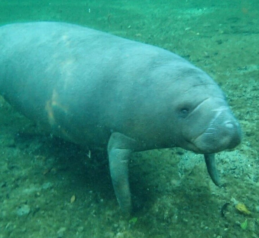 Источник: @zoocon_at  