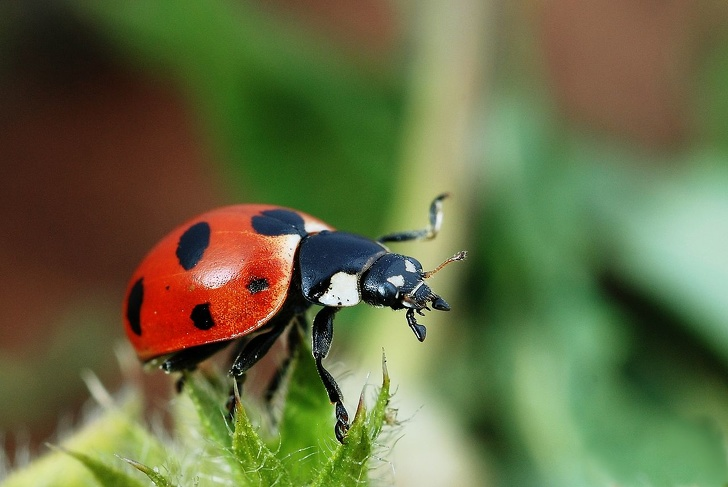 © Coccinella magnifica / Wikimedia Commons  