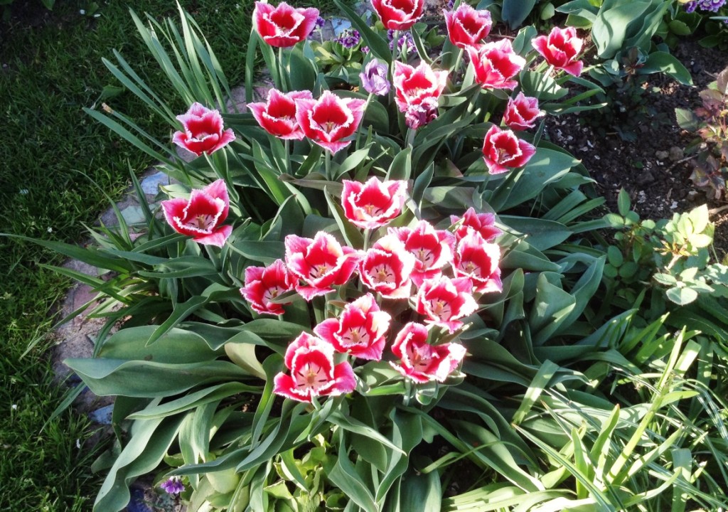 Мои тюльпаны, которые и были украдены ( в виде красивого фото)