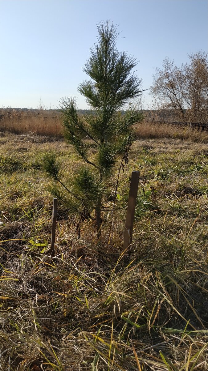 Сосна сибирская. Кедр