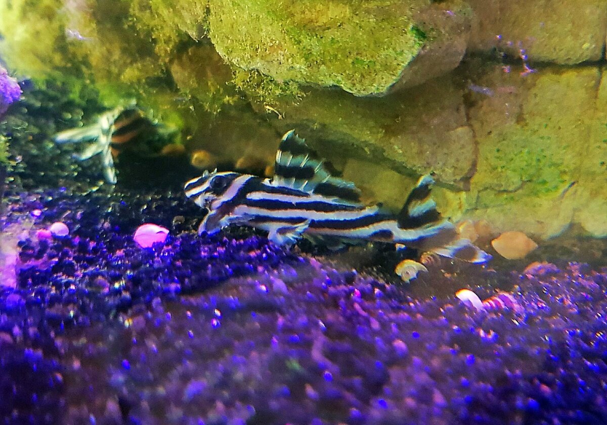 Сом L-046 гипанциструс зебра, житель аквариумов от 100 литров и выше