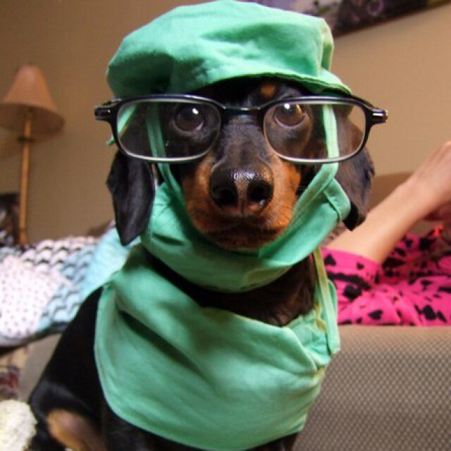 Доктор Пёсов (которого мы нашли в Яндекс.Картинках) убедительно просит Вас подписаться на канал и поставить палец вверх: тогда вокруг Вас точно будут только добрые собаки без малейших признаков бешенства.