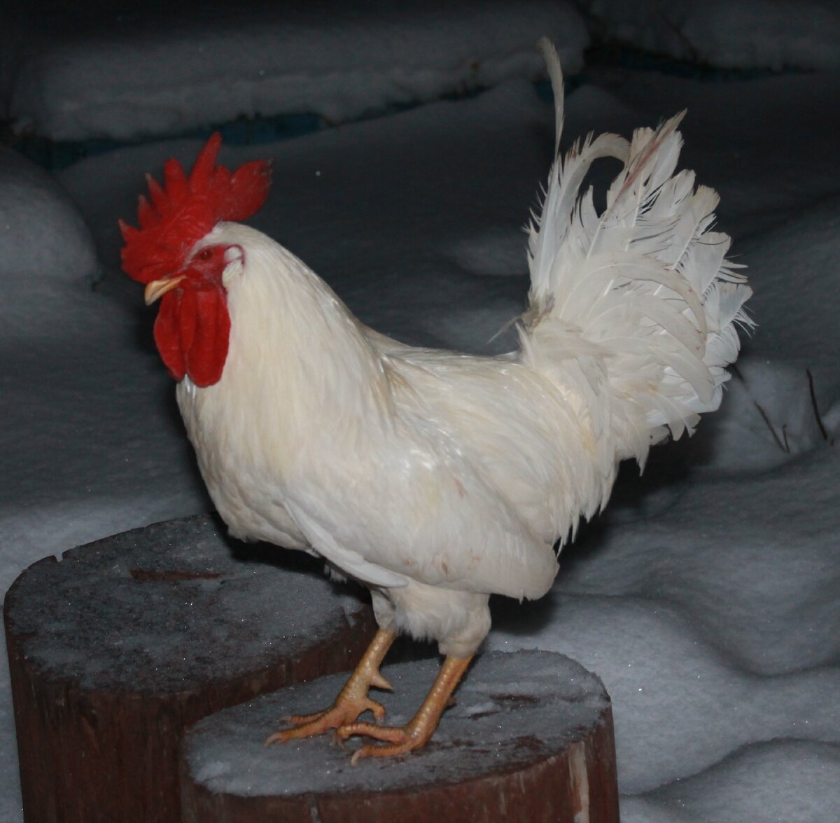 Петух леггорн белый. 1 год.