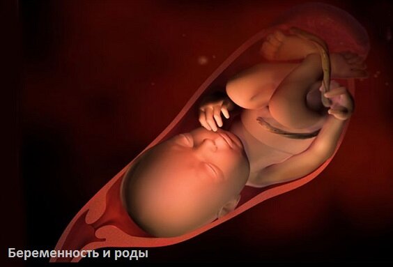 39-я неделя беременности