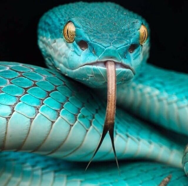 Змеи красивые картинки