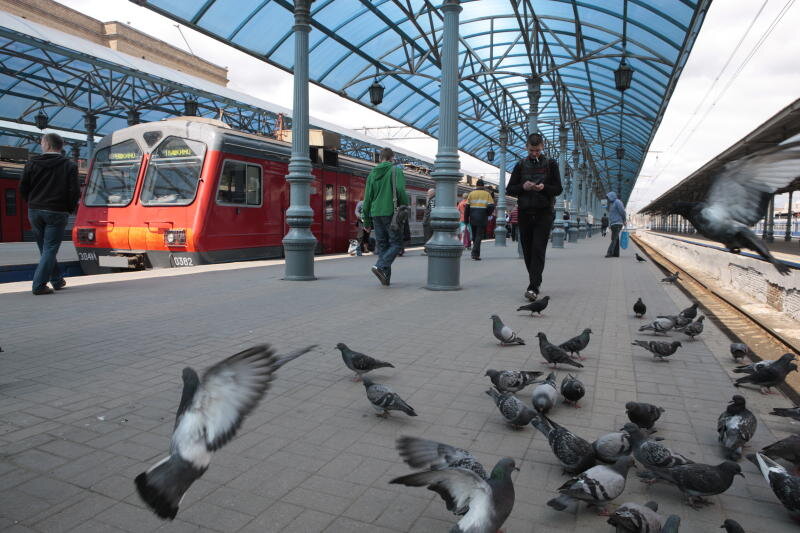 Развлечения на вокзалах. Голуби на вокзале. Птицы на вокзале. Поезд голубь. Голубь на Московском вокзале.