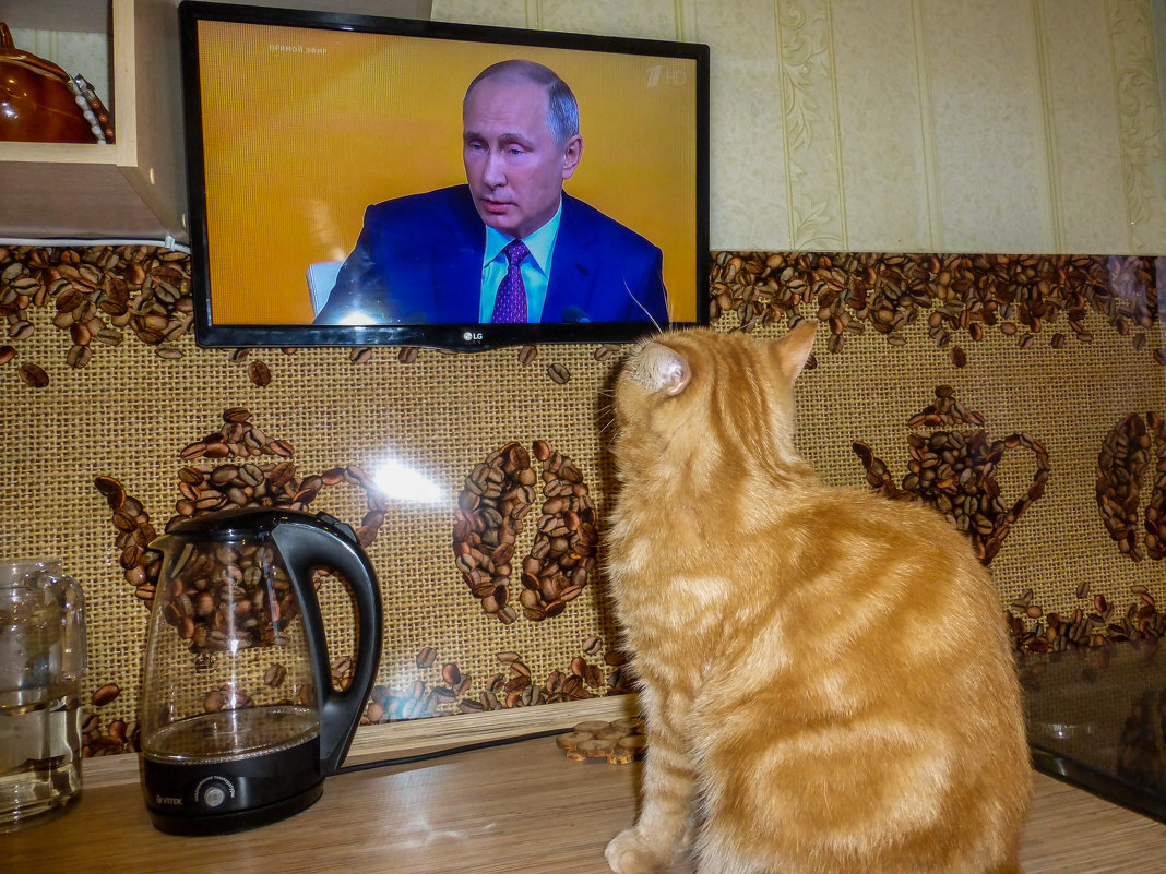 Источник картинки: http://fotokto.ru/photo/view/5312504.html