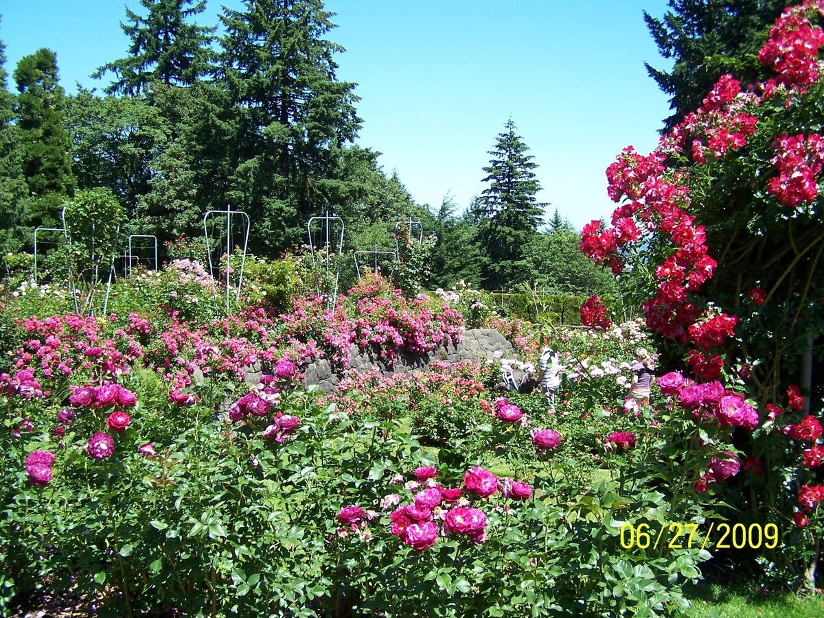 Голубое небо и розы в шикарном Парке Роз в городе Портленд, штат Орегон. 
