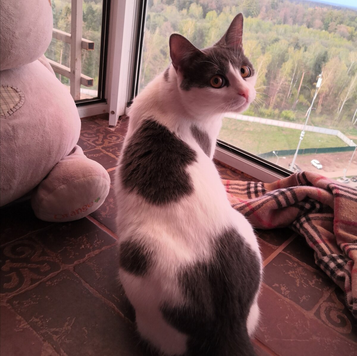 Человек, пойдем гулять?