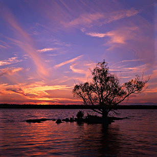 Источник https://upload.wikimedia.org/wikipedia/commons/c/ce/Rivertree_thirds_md.gif