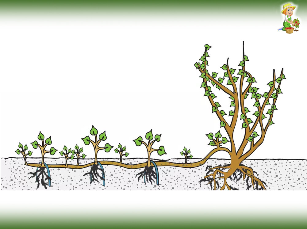 3 способа размножения смородины, которыми пользуются опытные садоводы. Рассказываю подробно.