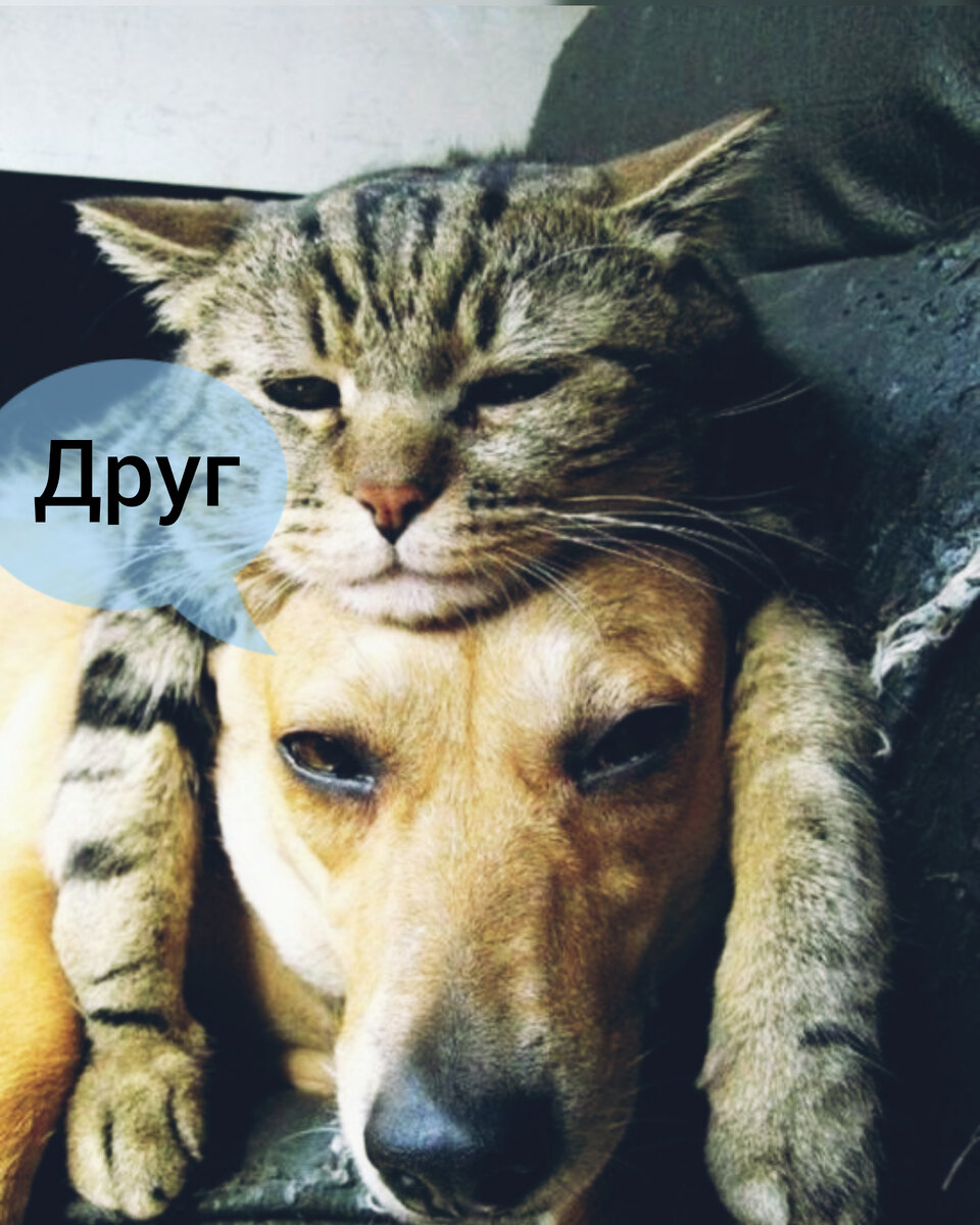 Такая разная дружба