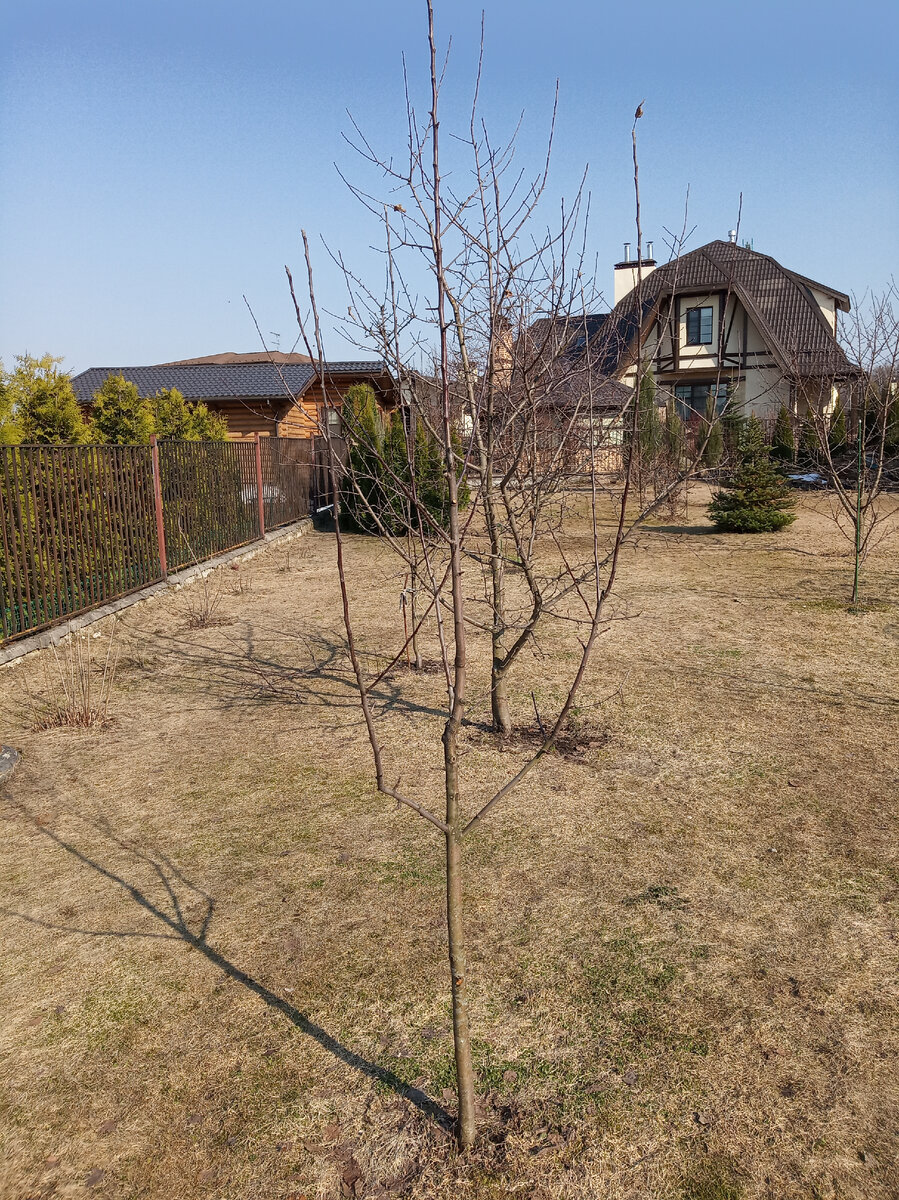 А вот и мой клиент, яблоня "Красивая"