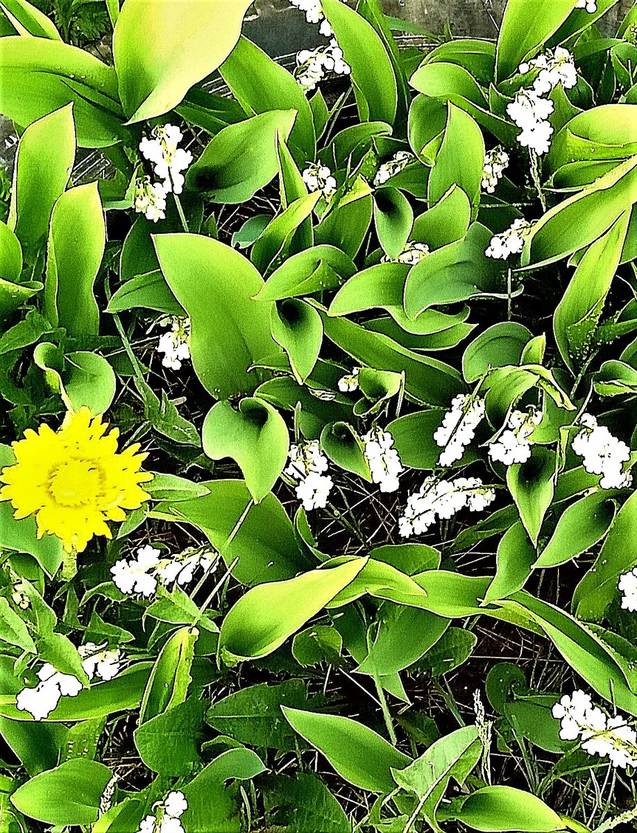                                  Ландыши, любимые цветы Сююмбике (снимок автора)