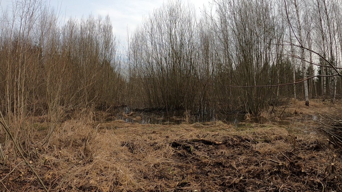 Сколько стоит своими руками расчистить участок в 2021 году? | СтройКиДо ...