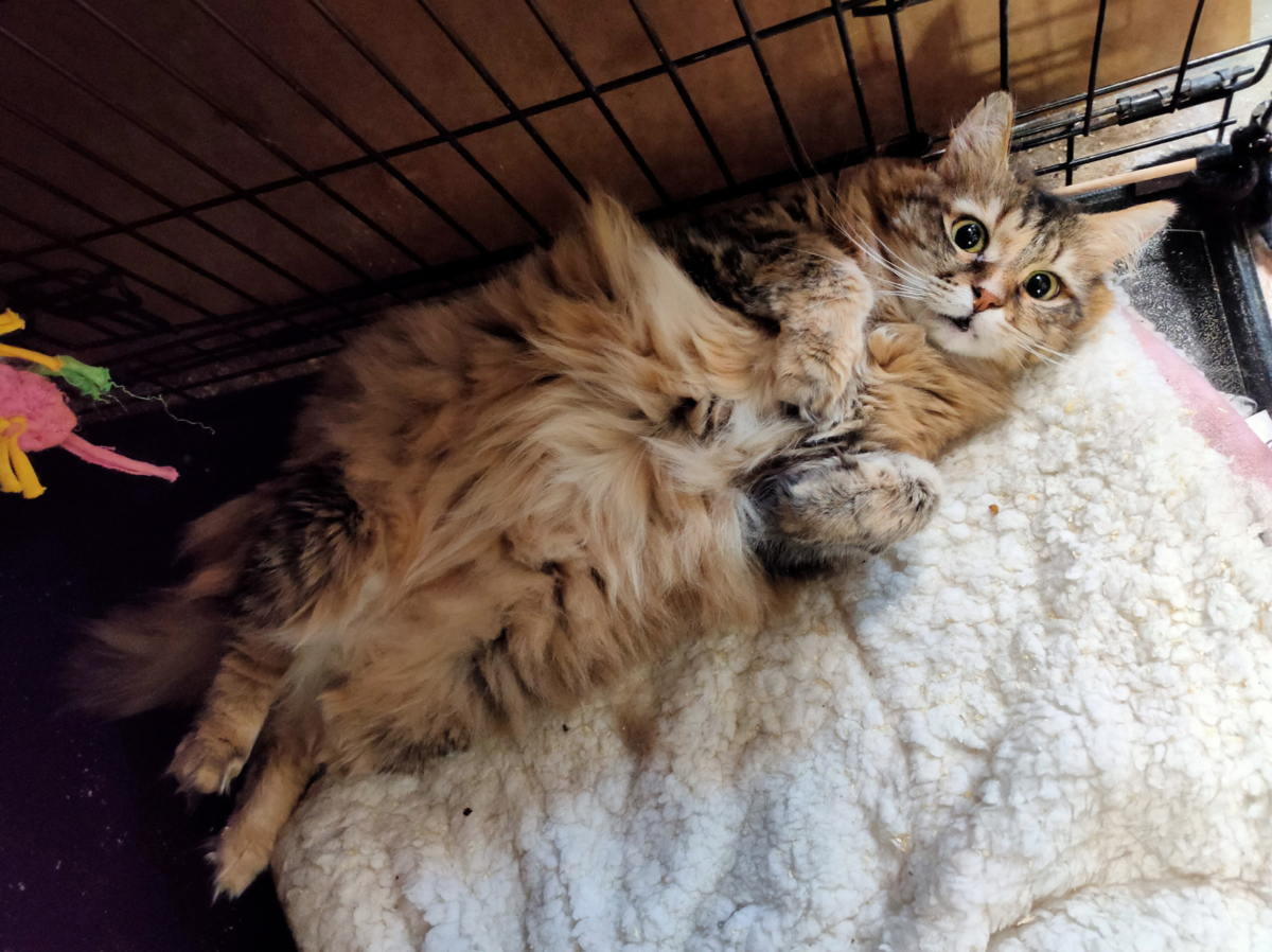 Пухнастая Лаура вынуждена проветривать свой пузик, роскошные меха однако не способствуют прохладе)  