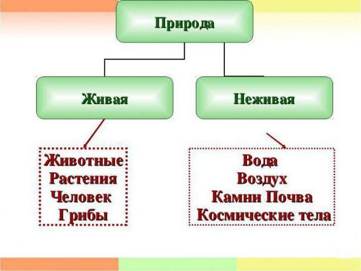 Взаимодействие живого и неживого компонентов внешней среды