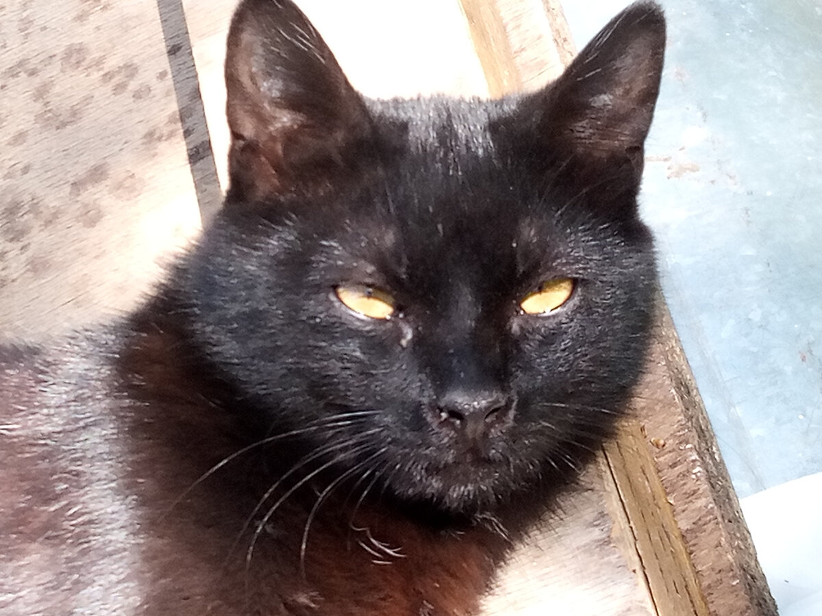 Котёнок Бэтман, спасённый зимой. Ему на фото 6 месяцев.