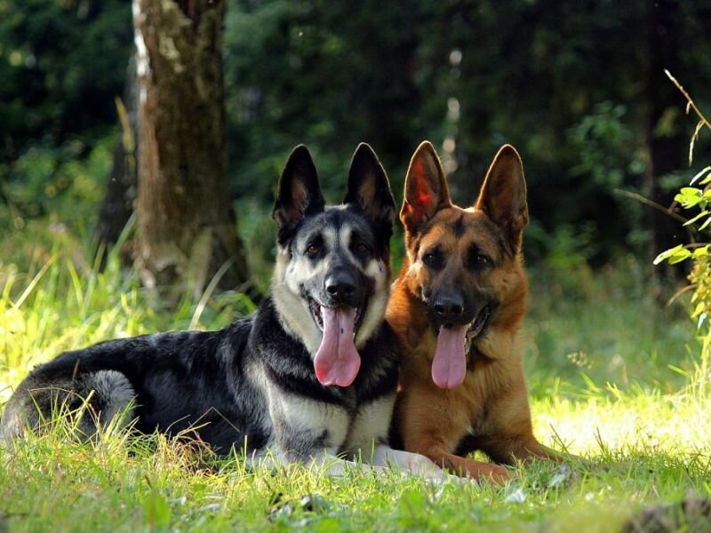 восточноевропейская овчарка и немецкая. какая овчарка лучше немецкая или восточно европейская. вео и немецкая овчарка. немецкая овчарка и восточно-европейская овчарка. какая овчарка лучше немецкая или восточно европейская.