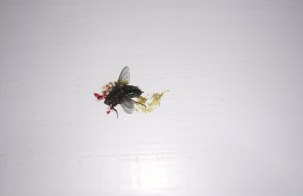 Что у насекомых вместо крови, и что за жёлтая каша вытекает из прихлопнутой  мухи? | Книга животных | Дзен