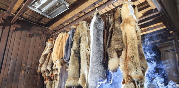 Краснокнижный мех – человек когда-нибудь сможет остановиться?