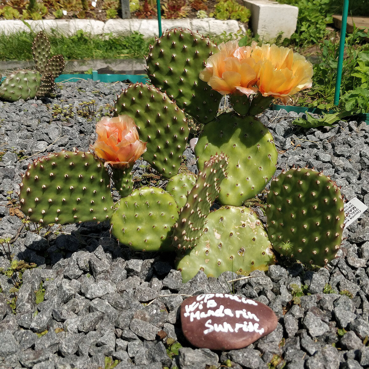 Opuntia "Mandarin Sunrise"