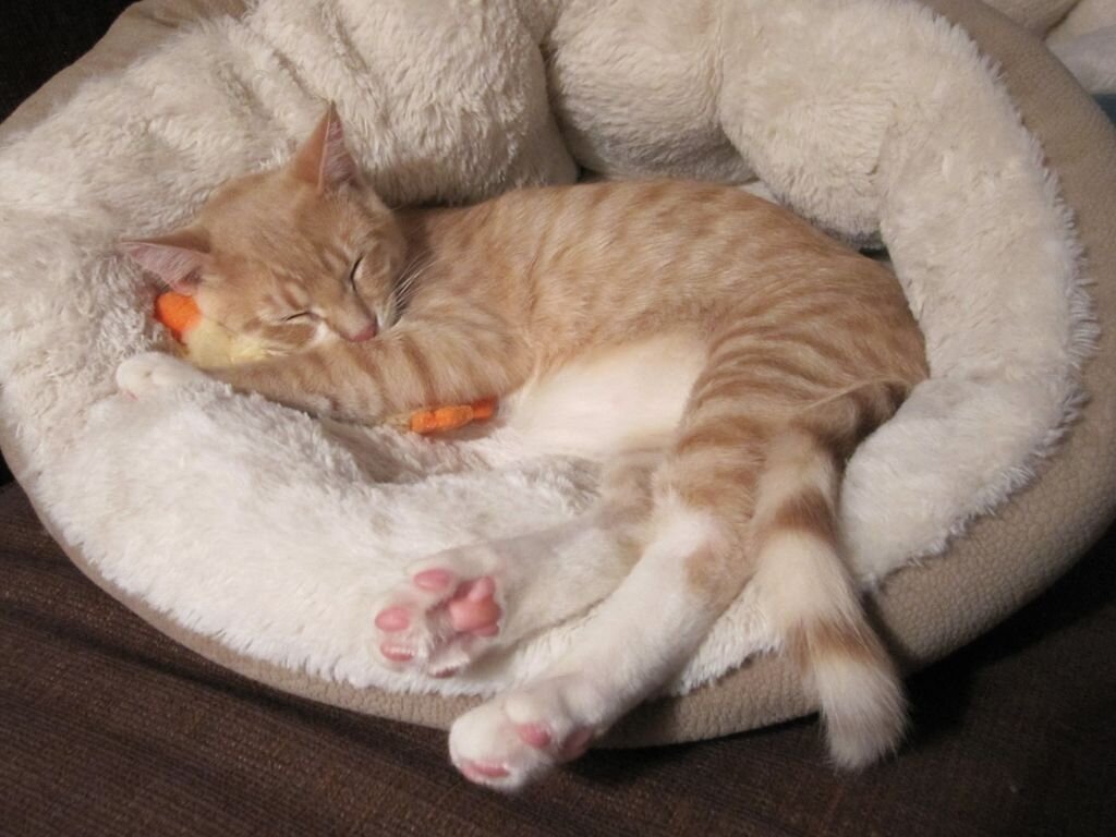 Сколько спят котята в 2. Спящий кот. Спящие котята. Спящие коты смешные.