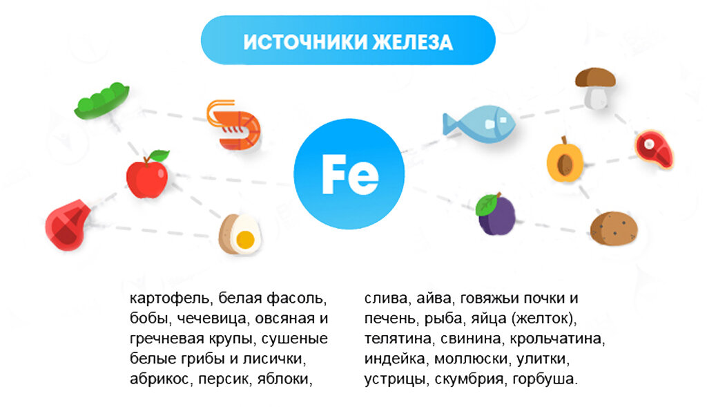 Самая большая железа в организме человека