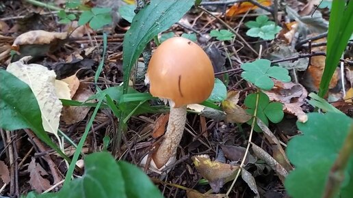 Поплавок шафранный (Amanita crocea). Как выглядит гриб на месте произрастания.