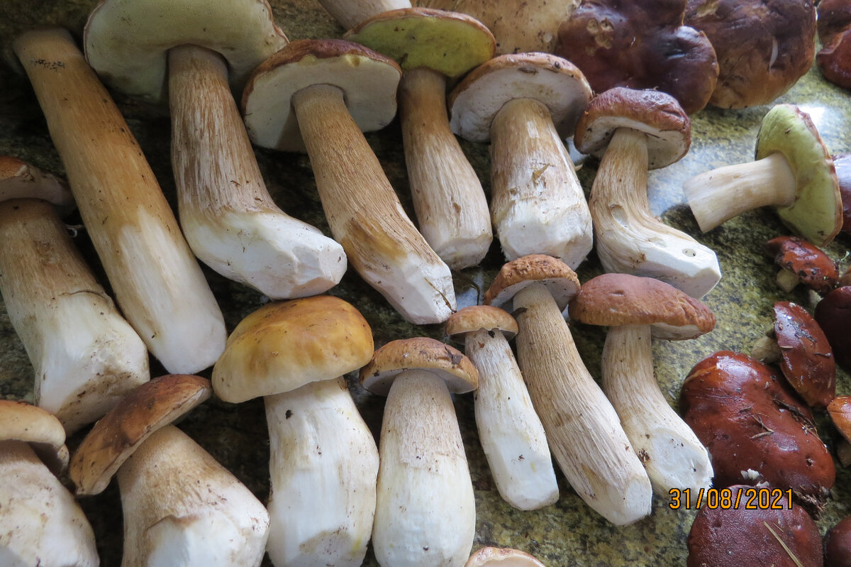 Фото автора.Разные части урожаев, Но видно - что белые и рыжики, плюс сыроежки преобладают. Польские все опошли соседям, они - довольны!