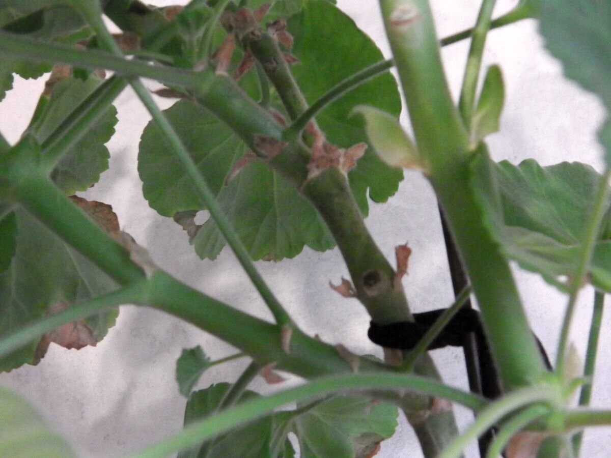 Пеларгония на штамбе. Фото автора