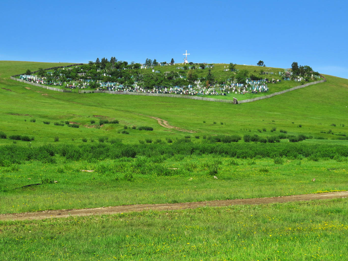 Иван-чай узколистный. Село тэгда хоринский район. Национальный парк кодар животные и растения. Кодар хребет забайкалье. Степная зона забайкалья.