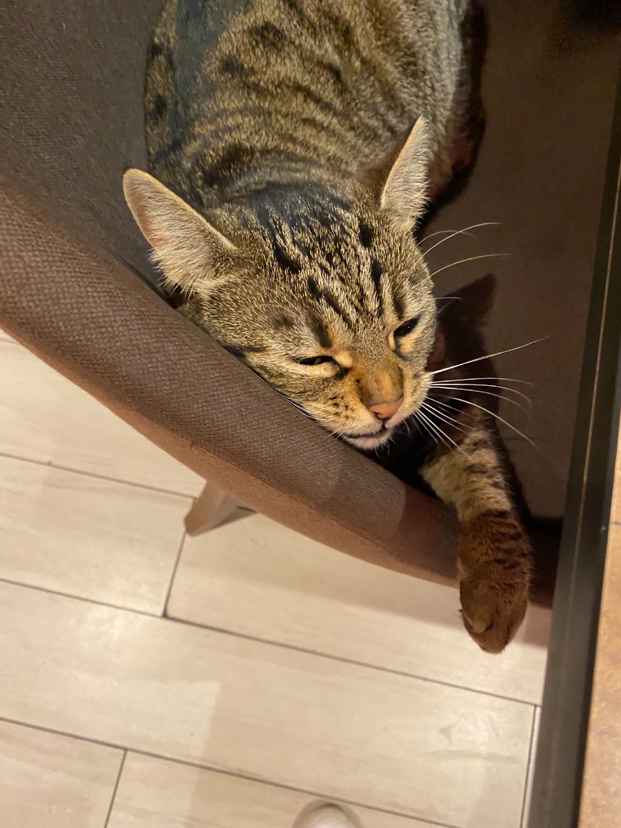 Вот кого не парит ни бодипозитив, ни семейство Кардашян.... потому что кошки прекрасны в любом весе, с любой мохнатостью..... в любом теле они самые прекрасные и самые любимые 😉