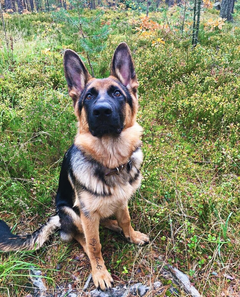 Малышка Джесс. 