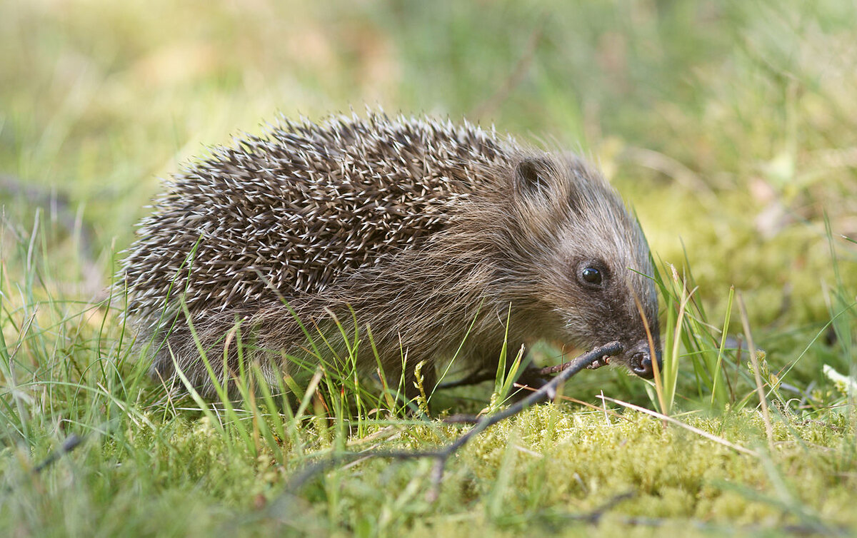 Erinaceus europaeus. Еж перевод на английский.
