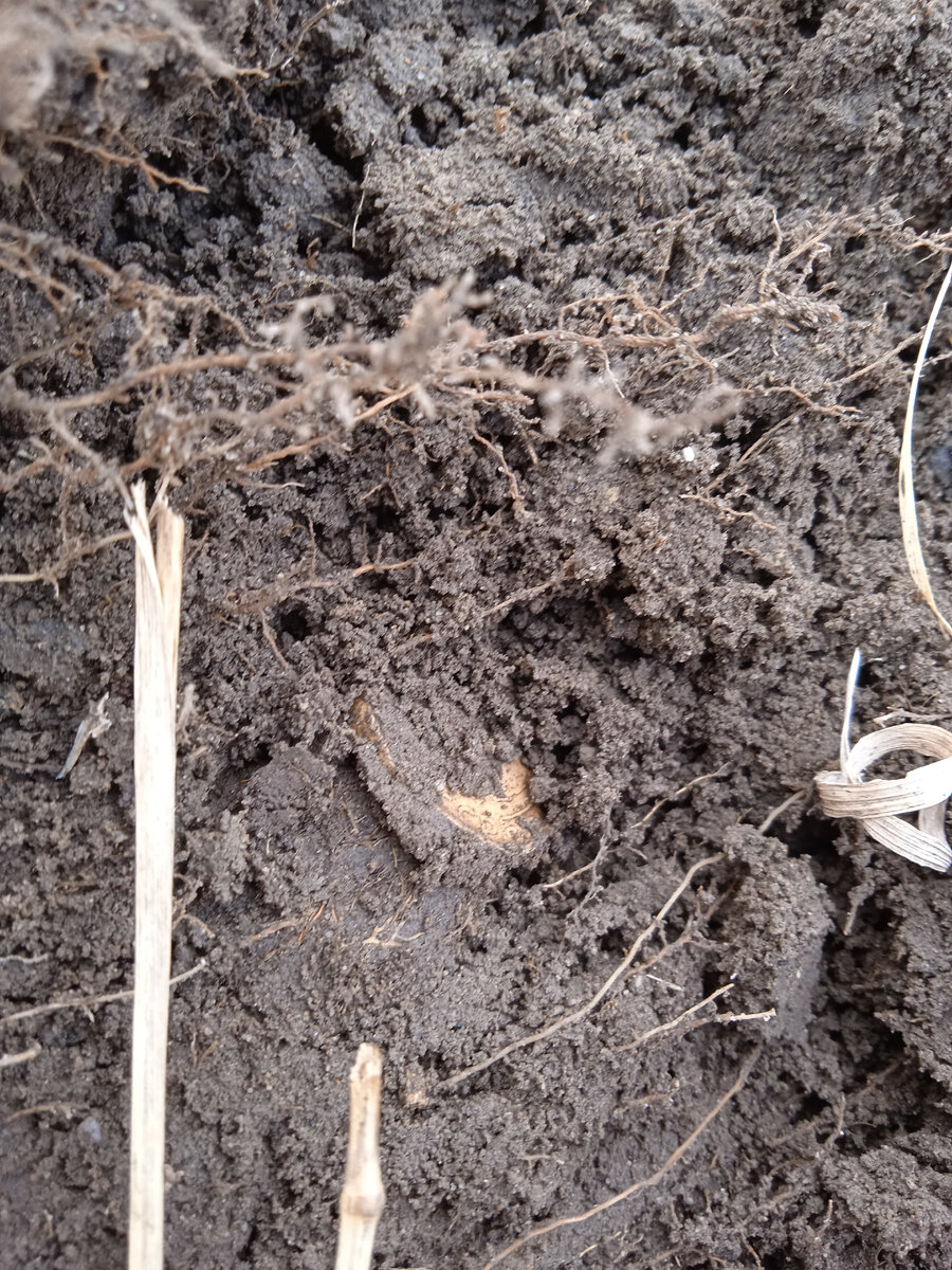 Ранняя советская монета! 