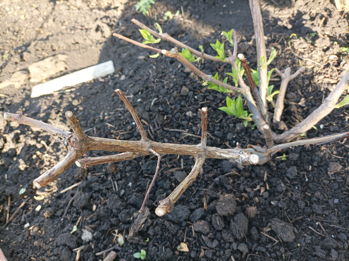 Структура кустов смородины. Корневая система винограда схема. Строение ягодного кустарника. Посадка яблони корневая шейка. Основание куста.