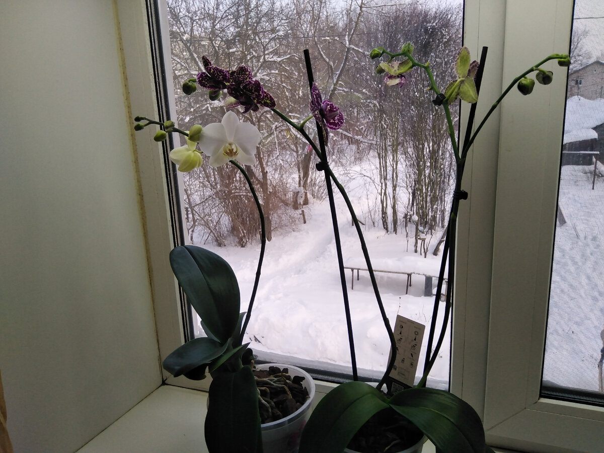 А так в начале зимы цвели