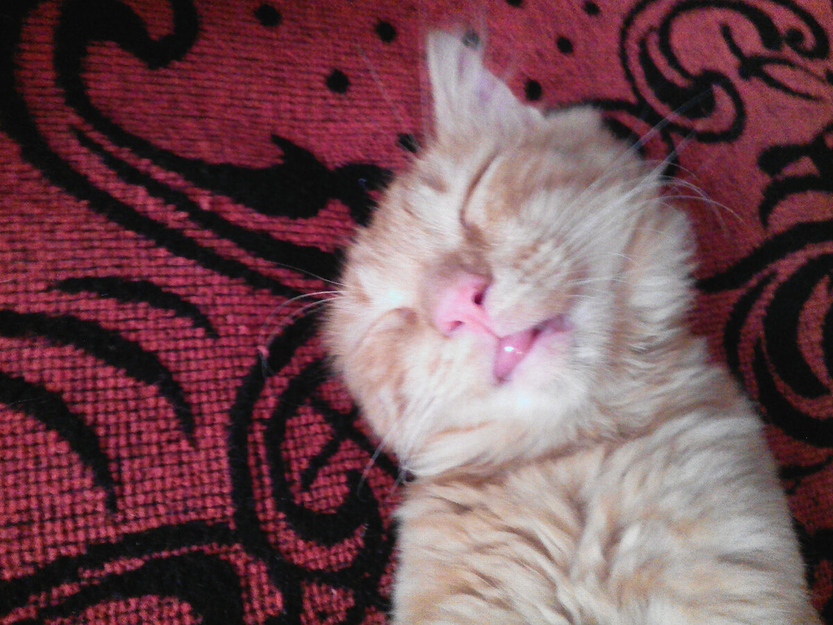 Васе снятся сладкие сны. Жизнь удалась.