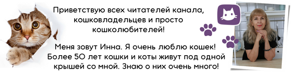 Почему кот опасается за свою жизнь? - к 1 ответ