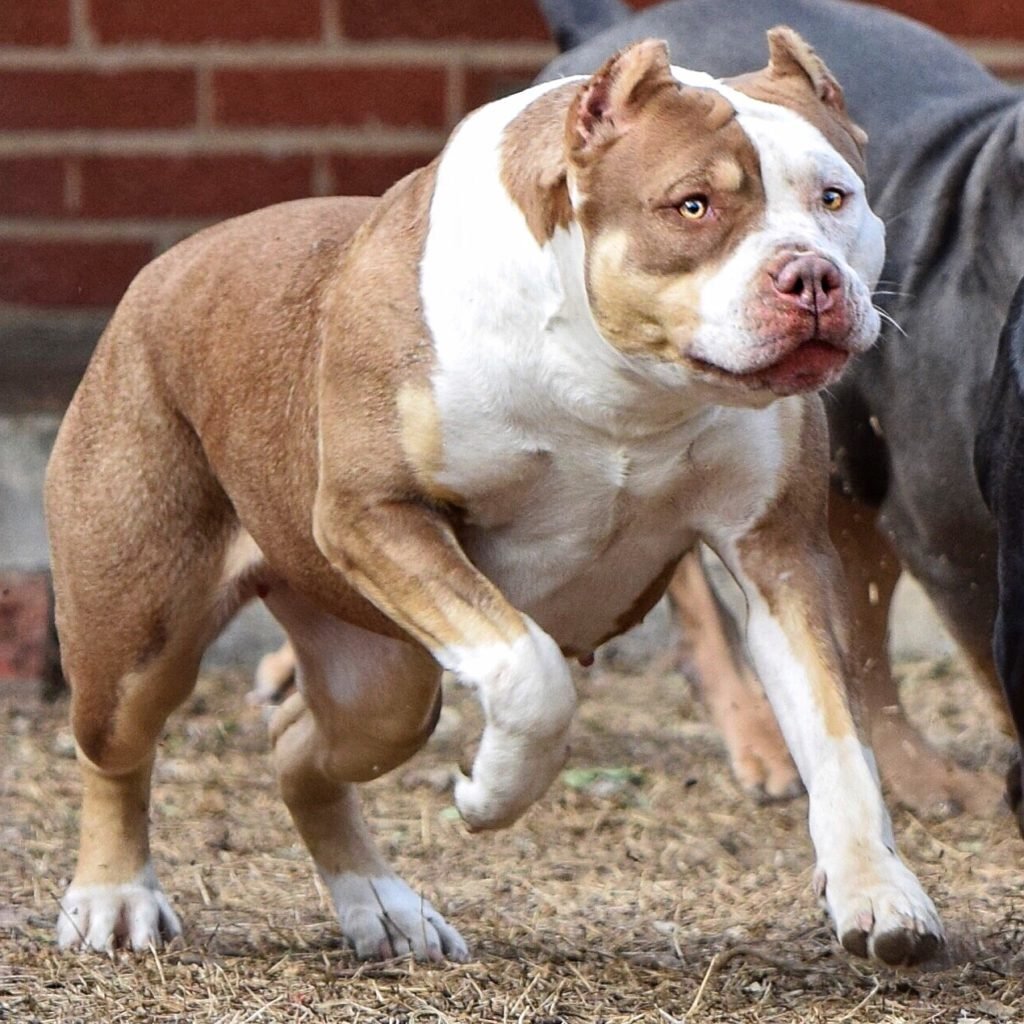 Американский булли или American bully — недавно развитая порода, которая была селекционирована в качестве сопутствующего животного и шоу-версии американского пит-бультерьера и американского стаффордширского терьера. Впервые появившиеся в 1990-х годах, популярность представителей вида стремительно растет как в Соединенных Штатах, так и за рубежом. Даже в большей степени, чем почти у любой другой редкой собаки.