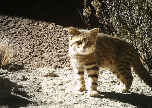 Что за зверь такой — пампасская кошка? Маленький, не больше домашнего барсика, лохматый зверёк обитает в степях, лесах и горах многих стран Южной Америки.