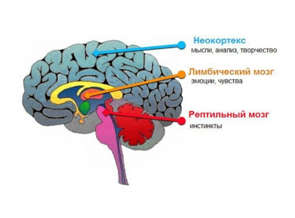 Мужская сексуальность — Википедия