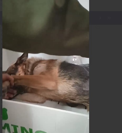 Мухтар моется