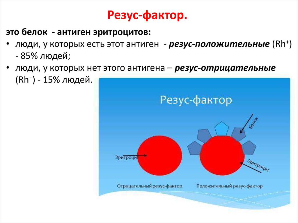 Количество резус факторов. Система rh эритроцитов резус фактор. Резус фактор локализация антигенов. Отличие резус факторов крови. Антигены у отрицательного резус фактора.