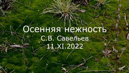 С.В. Савельев. Осенняя нежность - [20221111]