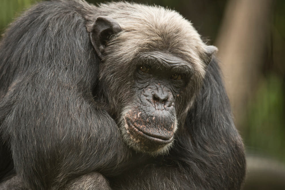 Вожак шимпанзе