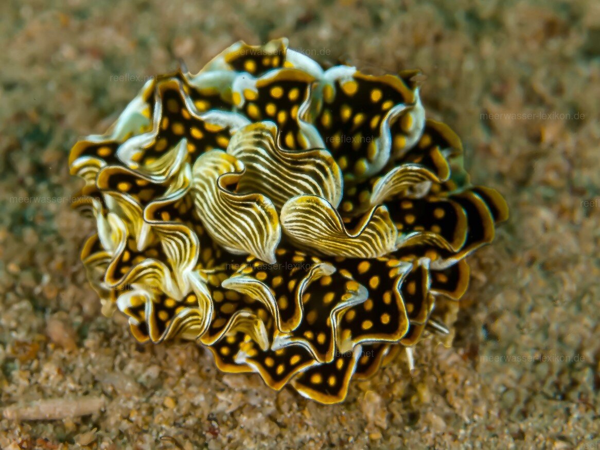 Cyerce Nigricans. Фото с сайта https://www.reeflex.net/