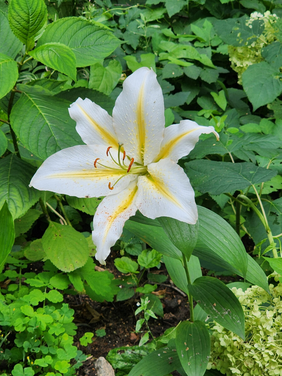 Предоставьте справку о заболевании | Заметки на бегу (ОнлиЯ) | Дзен