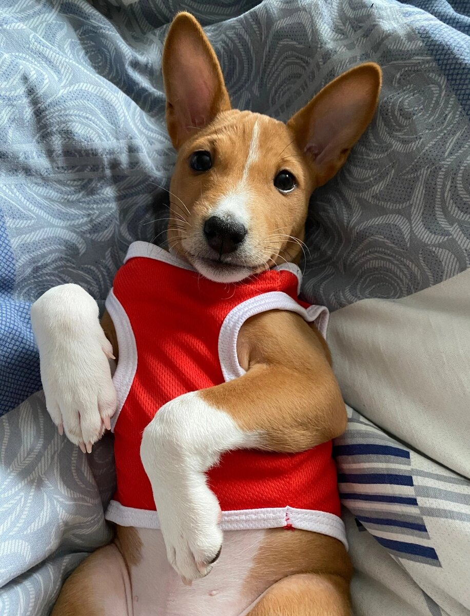 Щенок басенджи.